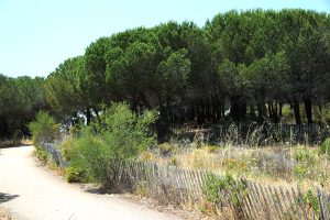 Croix des gardes - Sentier vers la croix - Pinede - Bleu Regard