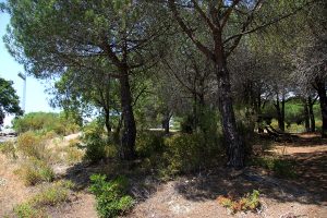 Croix des gardes - foret pinede - Pinede - Bleu Regard