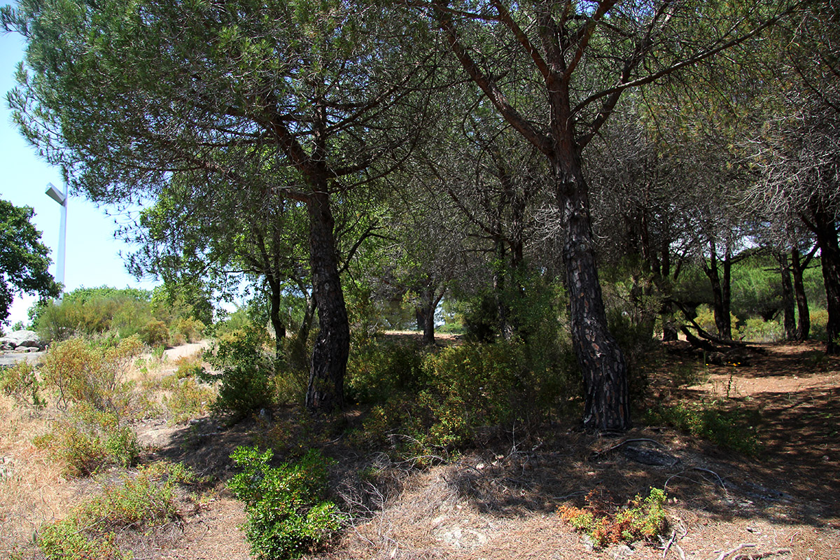 Croix des gardes - foret pinede - Pinede - Bleu Regard