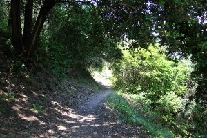 Croix des gardes - foret sentier - Bleu Regard